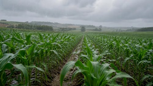Curiosidades sobre a chuva ácida
