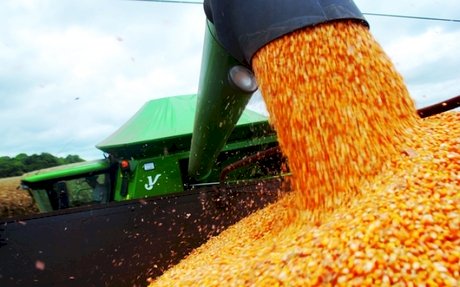 Mercado do milho espera novos dados da safra