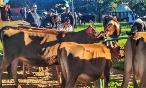 Fenasul Expoleite começa na quarta (13) com entrada gratuita e mais de 1,4 mil animais