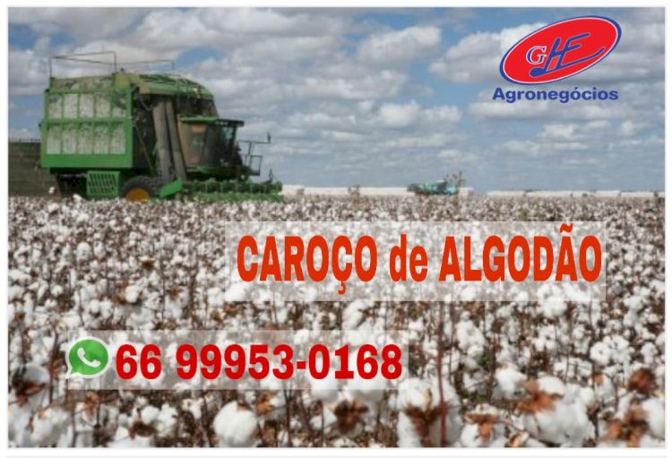Mato Grosso bate recorde em exportação de algodão