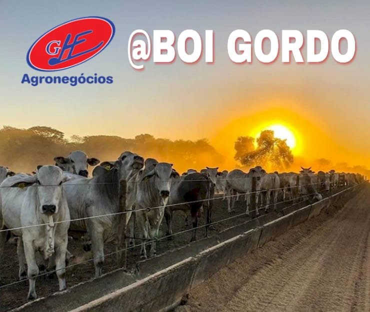 Mercado do boi inicia semana em baixa