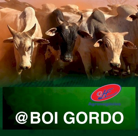 Confinamento bovino em Mato Grosso deve crescer 55% em 2026, estima Imea