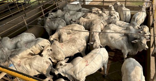 Abate de bovinos no 1T/26 tem alta de 3,3% ante o mesmo período de 2025