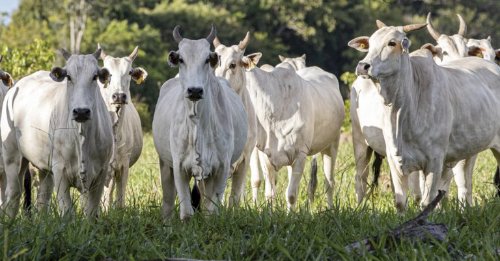 Pecuária avança com maior produtividade