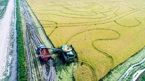 Setor do arroz avalia novos hábitos de consumo