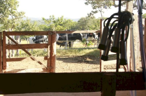 Governo de Goiás seleciona mais de R$ 3,7 milhões em propostas no PAA Leite 2026