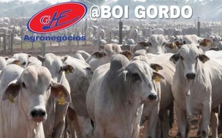 Mato Grosso registra alta de 9,3% na arroba