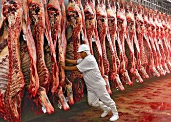 Brasil lidera o fornecimento de carne bovina importada pelos EUA no 1º trim/26, aponta USDA