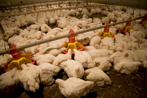 Novas regras ambientais ampliam exigências para avicultura no Paraná