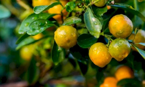 Europa busca apoio da ciência brasileira para se antecipar ao greening