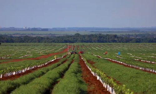 Como Mato Grosso do Sul montou uma operação para redesenhar o mapa da citricultura