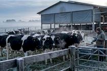 Emater/RS aponta o impacto do frio nas pastagens gaúchas e os desafios da pecuária de leite