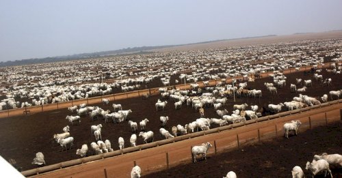 Animais terminados em sistemas intensivos somaram 11,2 milhões de cabeças em 2025, o maior volume da história
