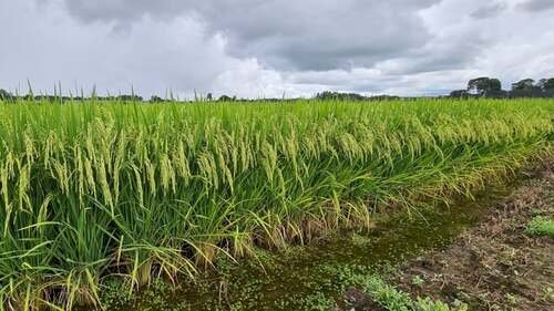 Safra de arroz apresenta bom desempenho no RS