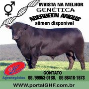 Calmaria e estabilidade no mercado do boi gordo