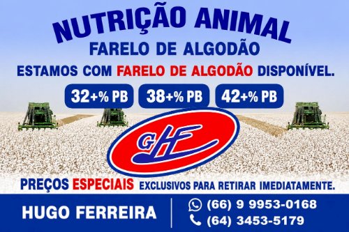 Algodão sobe pelo quarto mês e mercado testa a qualidade da alta
