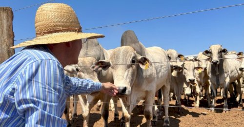 Boi gordo: queda de braço entre pecuaristas e frigoríficos deixa preços com direção indefinida