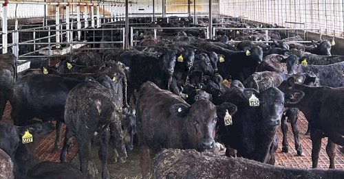 Mais casos de moscas-varejeiras detectados nos EUA; até agora são 4 confirmações