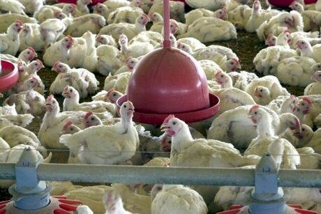 Cotação do Frango hoje