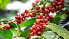 Praga secundária ganha importância no café