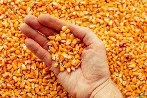 Perspectiva de supersafra acelera recuo dos preços do milho