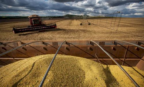 Vazio sanitário em GO: medida visa barrar doença que pode causar perdas de até 90% na soja
