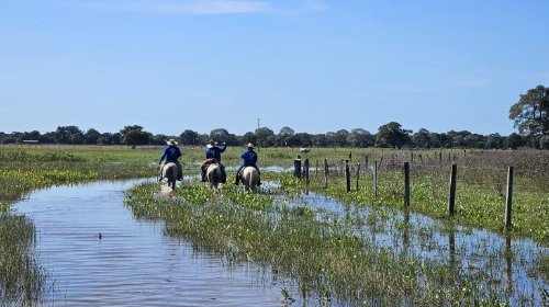 Mato Grosso do Sul recebe Fórum da Pecuária Sustentável