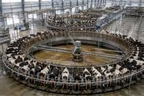 Como a China usa automação de ponta para ordenhar 5 mil vacas por dia