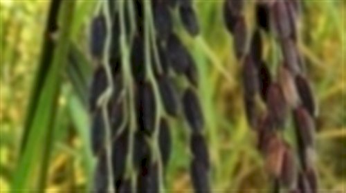 Movimento do arroz desafia percepção de sobra
