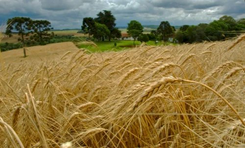 Mercado de trigo começa semana com baixa liquidez