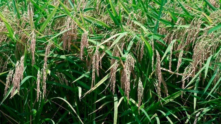 Clima ameaça mudar o rumo do mercado do arroz