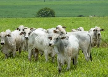 Mauritânia abre mercado para embrião bovino do Brasil