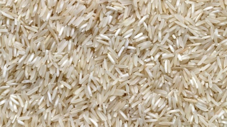 Manejo do perfilhamento eleva rendimento do arroz