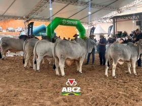 Zebuínos se destacam na Feagro 2026 e reforçam avanço da genética em Santa Catarina