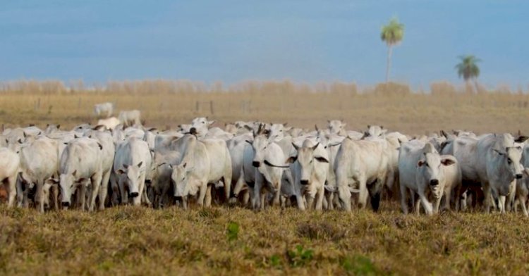 Por que os preços do gado de reposição estão andando de lado?