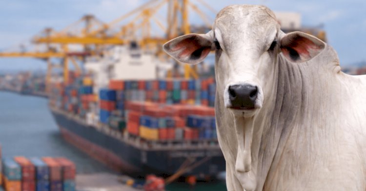 Enquanto exportações desaceleram, o boi gordo volta a subir