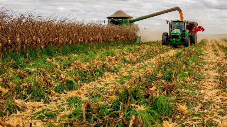 Produtores aumentam venda de milho safrinha em julho