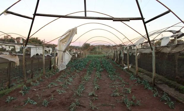 Produtores afetados por temporal em Ribeirão Preto terão crédito emergencial de até R$ 150 mil