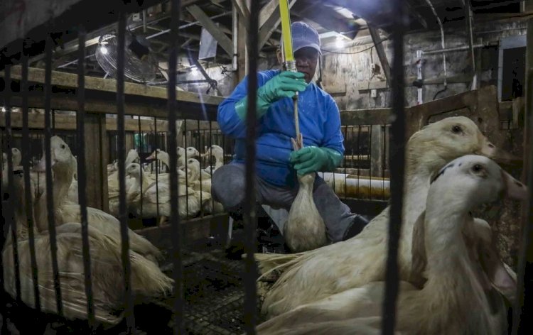 ABPA defende padrões brasileiros de bem-estar animal após proibição do foie gras