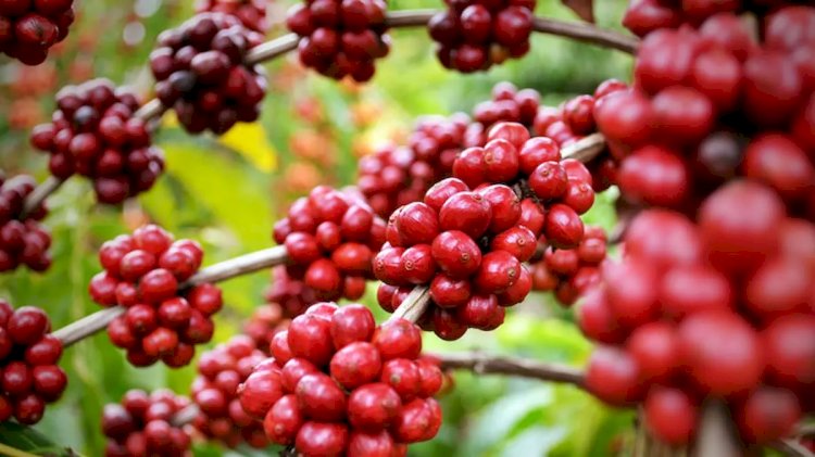 Preço do café dispara: Entenda o impacto da chuva na safra de arábica e robusta
