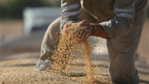 Consultoria recomenda vendas escalonadas para soja