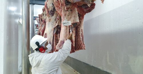 MT abate 263,14 mil vacas/novilhas em julho/26, com queda de 17,1% sobre julho/25