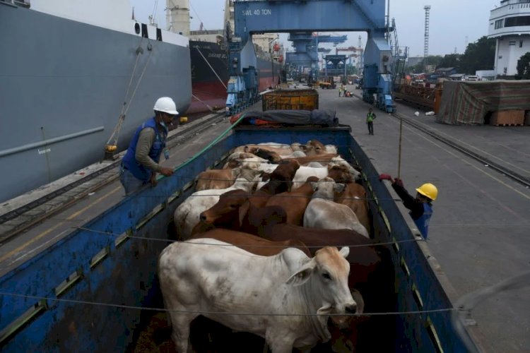 Projeto que proíbe exportação de gado vivo gera reação de pecuaristas no Tocantins