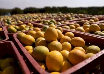Conab terá até R$ 10 milhões para apoiar escoamento de laranja e garantir preço mínimo aos produtores