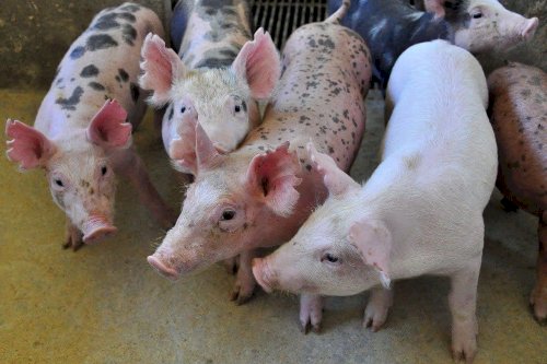 SUÍNOS: Mercado enfrenta período desfavorável, como em 2022
