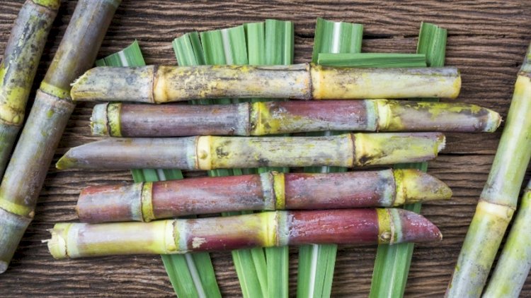 Produção de cana deve crescer 4,7porcento na safra 2026/27, estima Conab