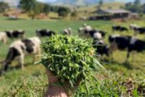 Orizona/GO: cidade de 17 mil habitantes produz 400 mil litros de leite por dia