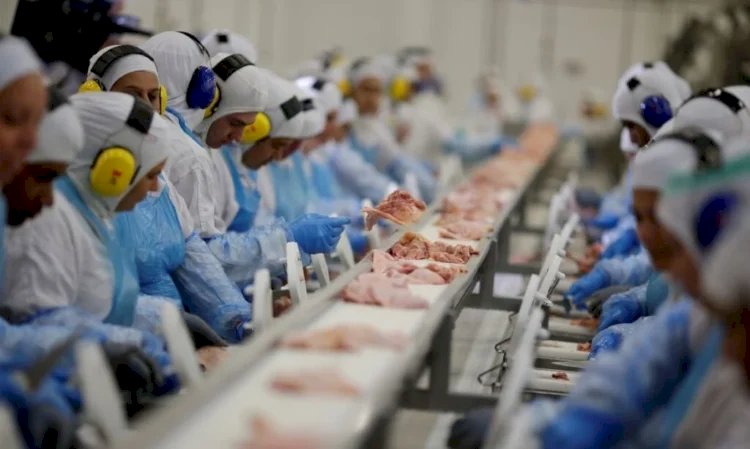 Alta dos custos aperta margem da avicultura enquanto preço dos ovos recua em agosto