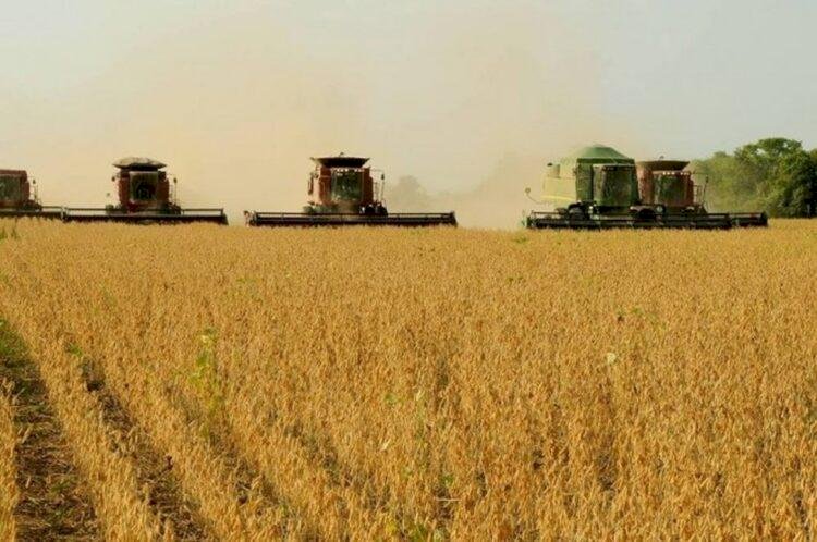 Soja avança no exterior e preços firmam no mercado interno