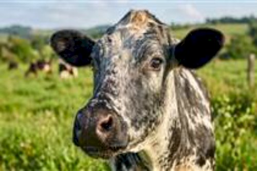 Fazenda do semiárido cearense transforma tradição do queijo em agroindústria premiada